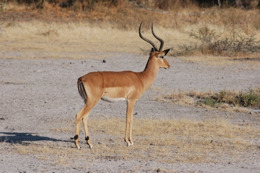 Impala buck 